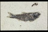 Fossil Fish (Knightia) - Green River Formation #126146-1